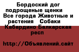 Бордоский дог подрощеные щенки.  - Все города Животные и растения » Собаки   . Кабардино-Балкарская респ.